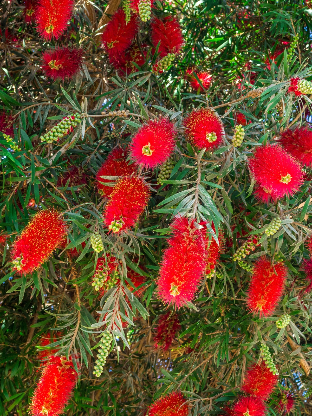 Crimson Bottlebrush Callistemon Citrinus Flowering Shrub Sma...