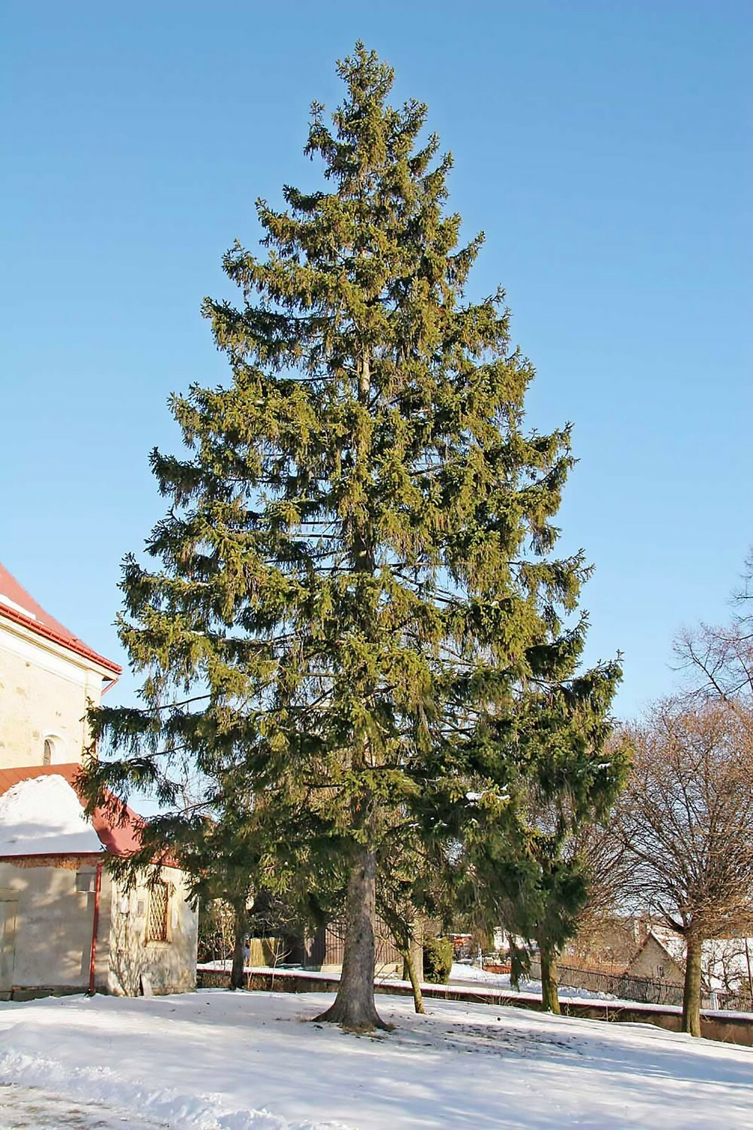 Norway Spruce (Picea Abies) Evergreen Tree Seeds