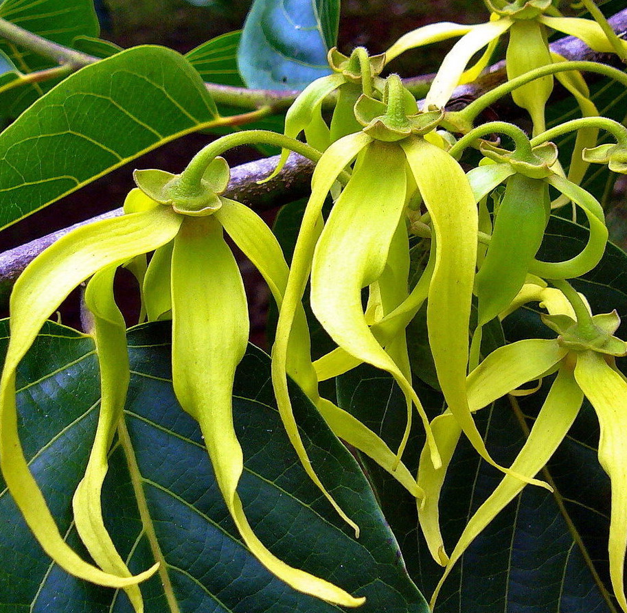 Ylang Ylang Seeds (Cananga Odorata) - Perfume Tree