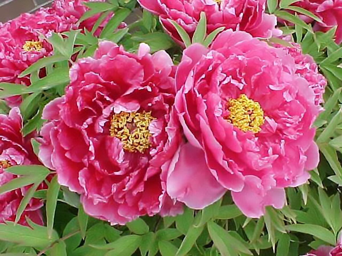 Tree Peony Paeonia Suffruticosa Seeds — Showy Hardy Flowers