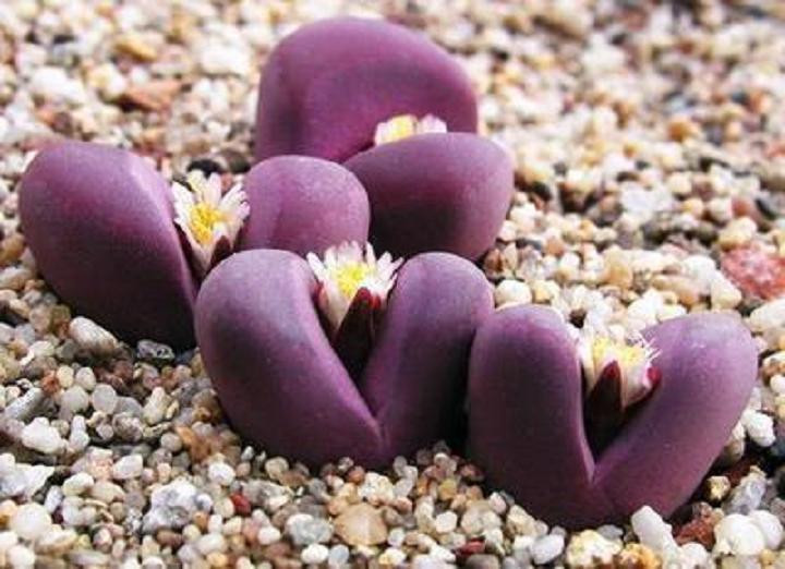Cactus Optica Rubra Rare Exotic Succulent Living Stones - 50...
