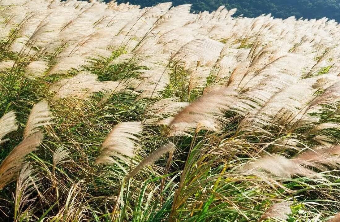 Chinese Silvergrass Seeds for Planting - Ornamental Grass