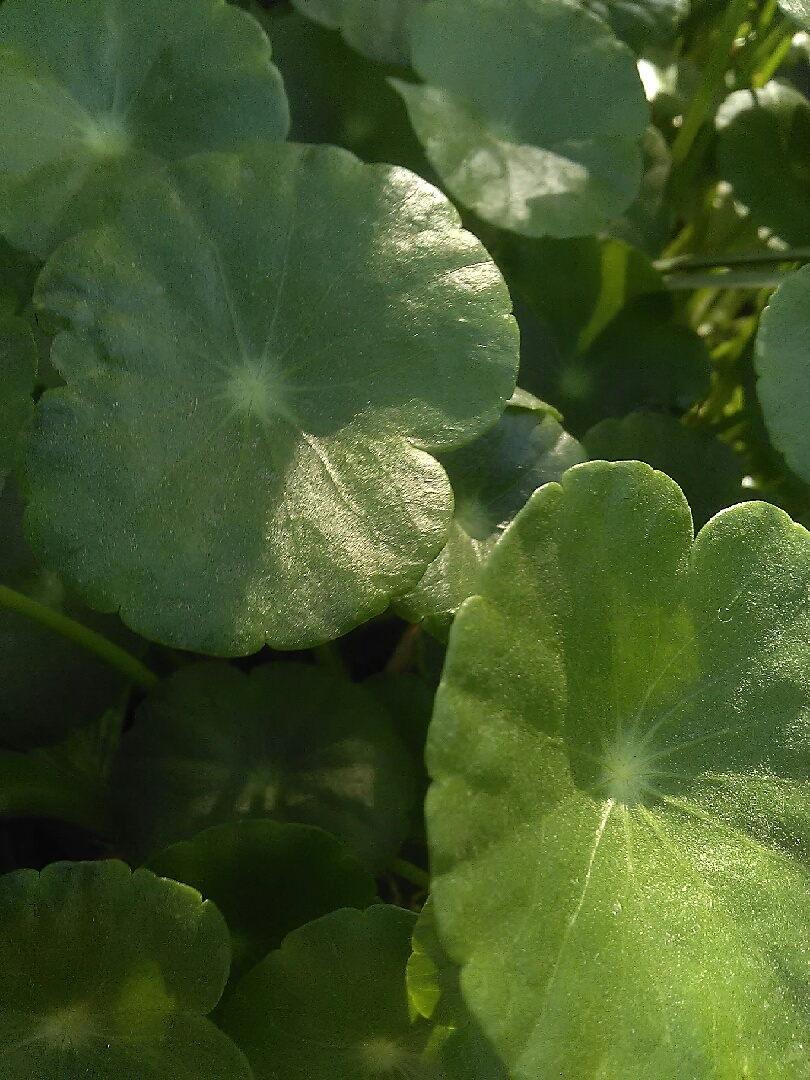 Pennywort / Pond Marginal Aquatic Plant