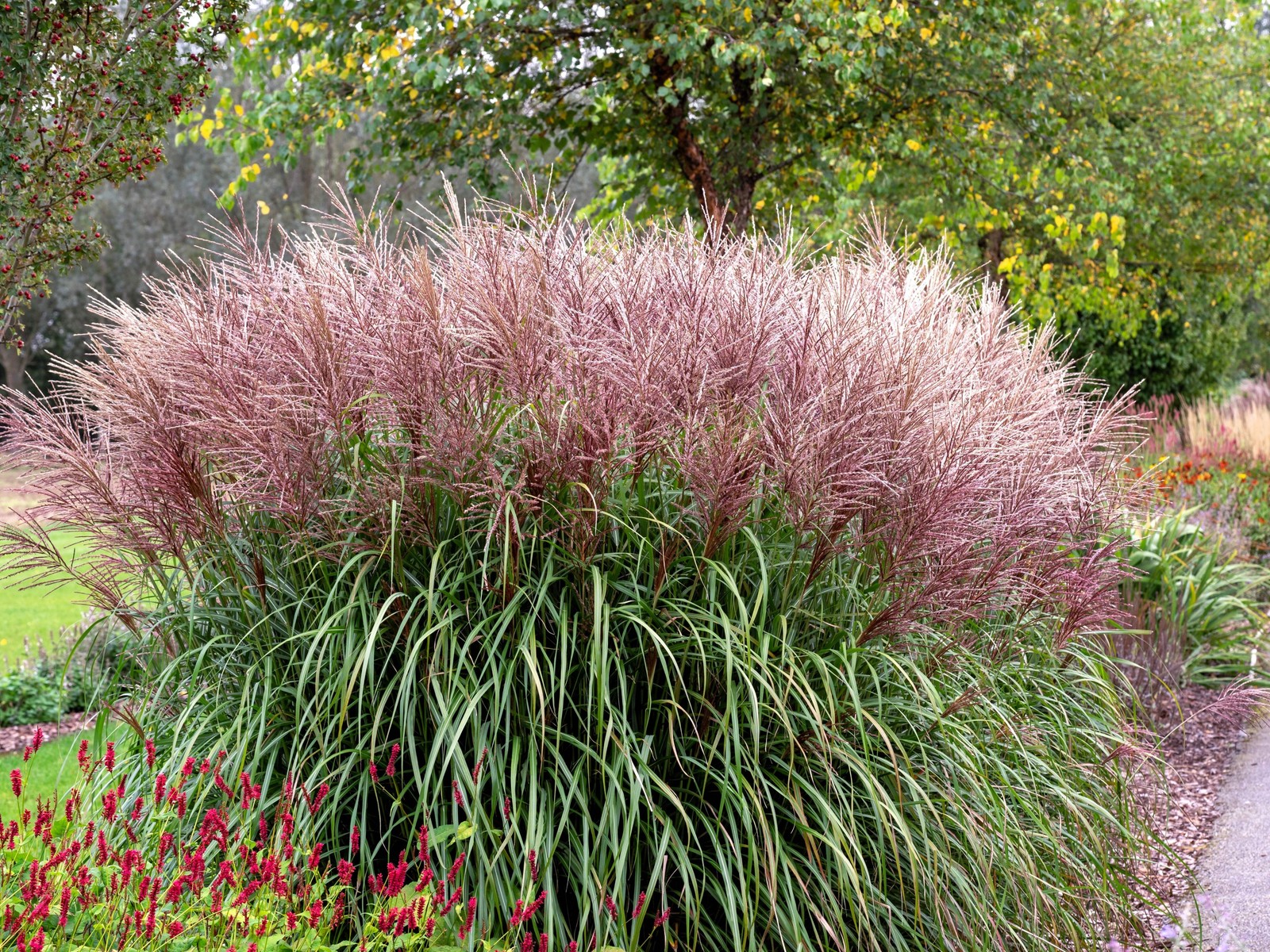 Red Maiden Grass Miscanthus Sinensis Ornamental Flower Seeds...