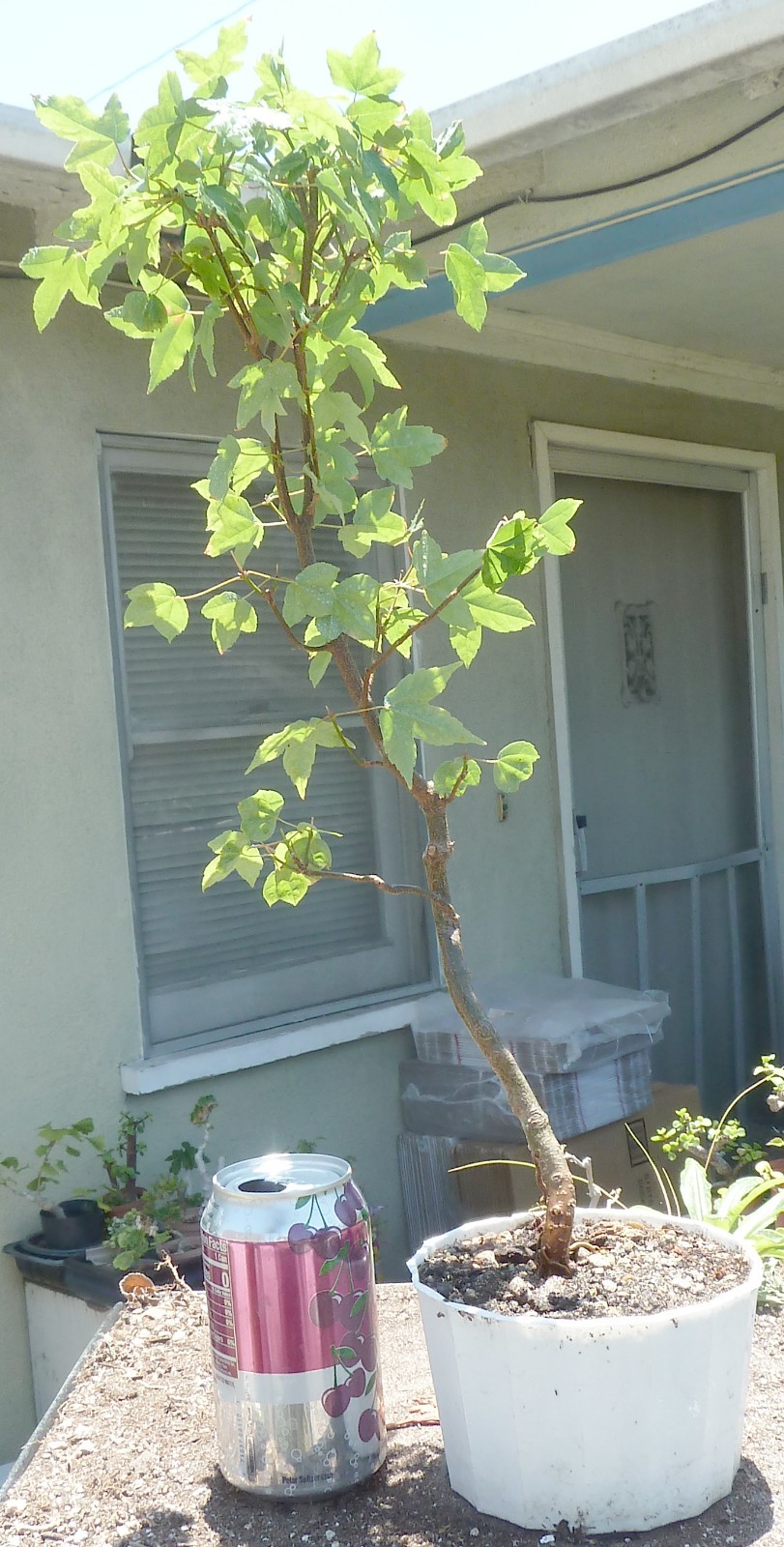 Trident Maple Acer Buergerianum Pre-Bonsai Shohin