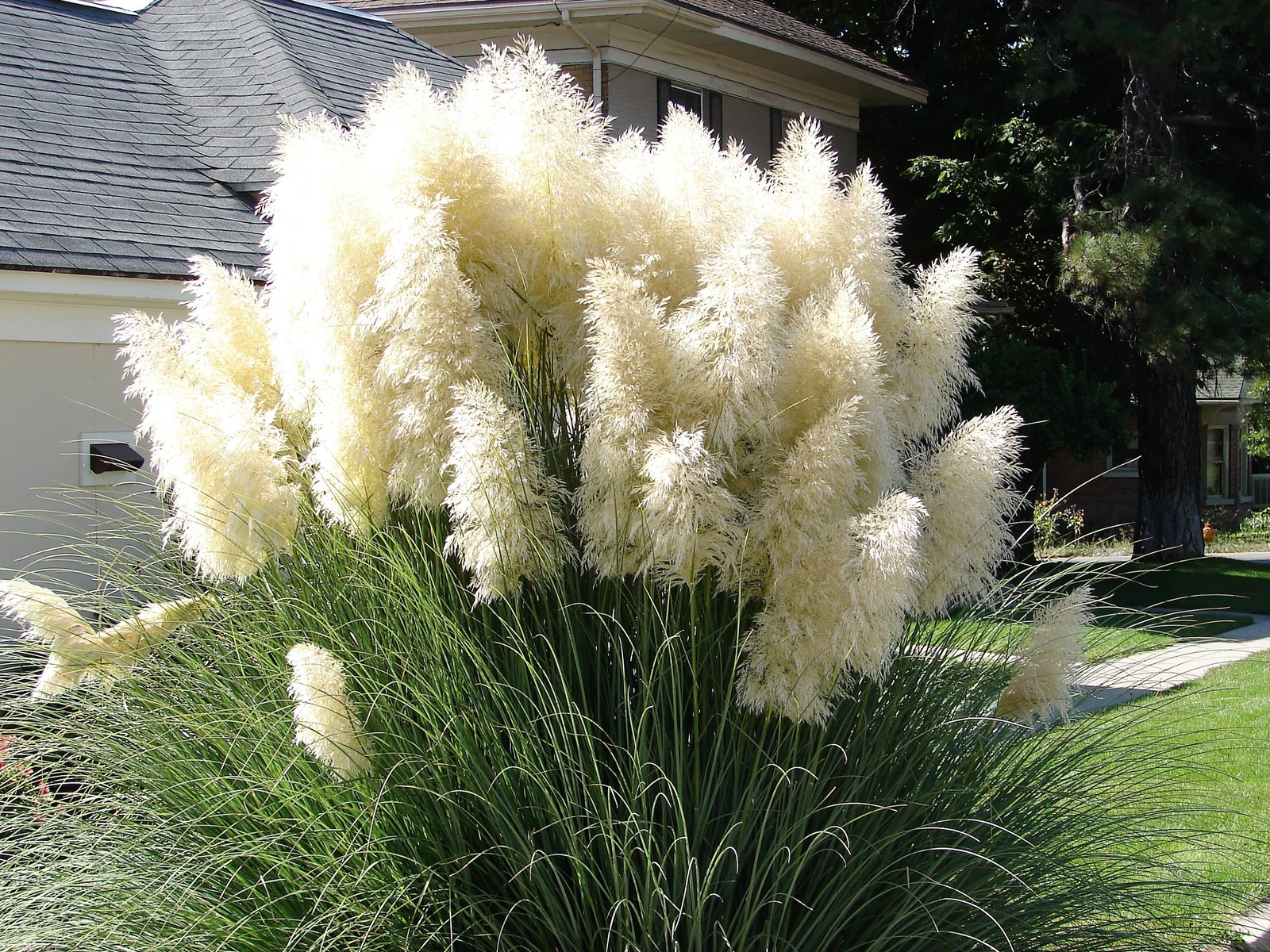 Pampas Grass Seeds - Cortaderia Selloana - White Ornamental...