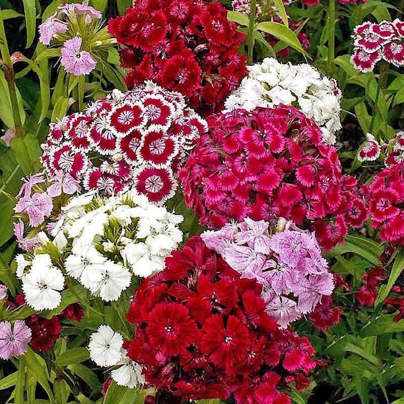Sweet William Mix 500 Seeds (Dianthus Barbatus)