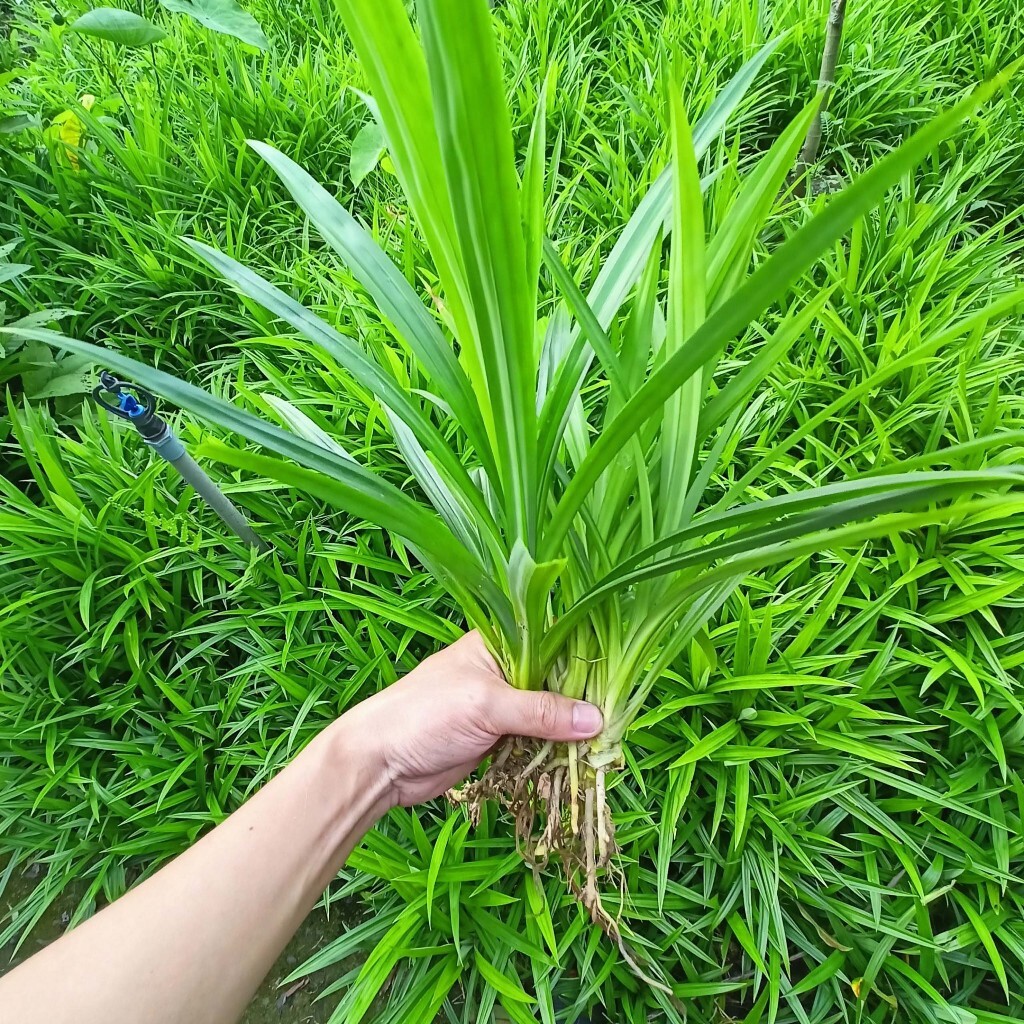Pandan Leaf Live Plant Root