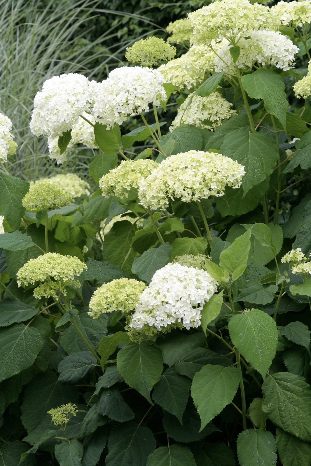 Hydrangea Arborescens Annabelle - 4 Inch Starter Plant