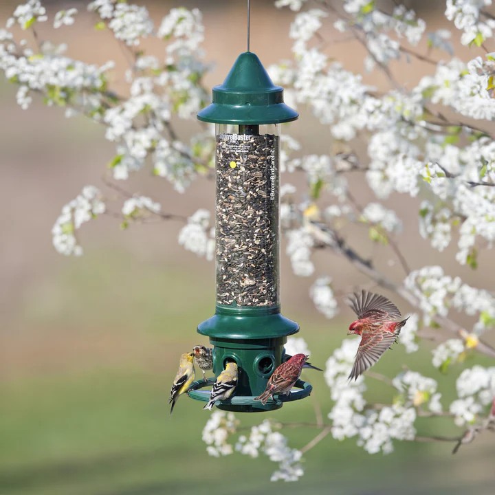 Squirrel Buster Plus Squirrel Proof Bird Feeder With Cardina...