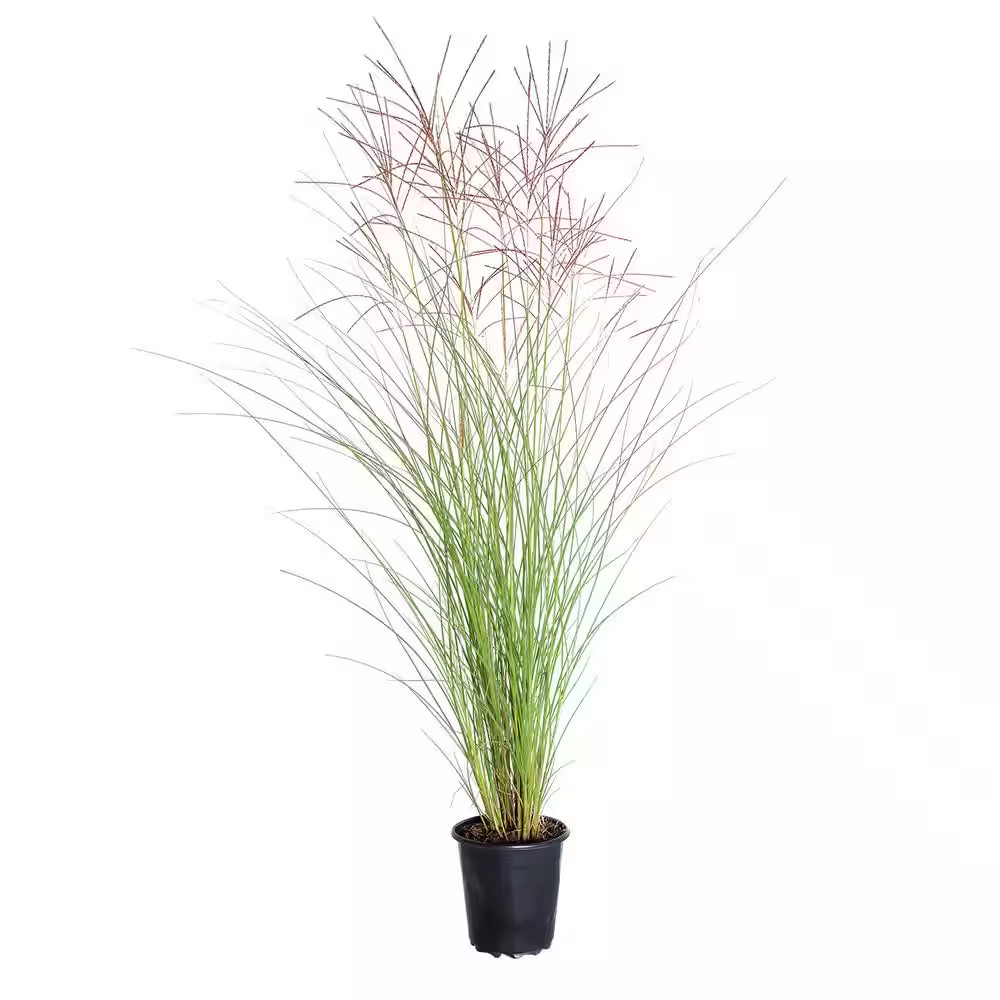Maiden Grass Live Ornamental Perennial - 2.5 Qt
