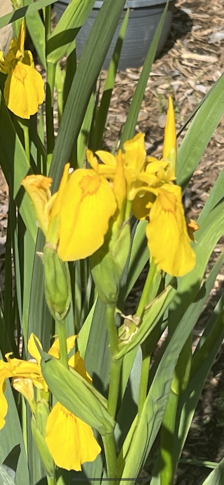 (3)Yellow Flag Iris Winter Hardy Aquatic Marginal Pond/Bog P...