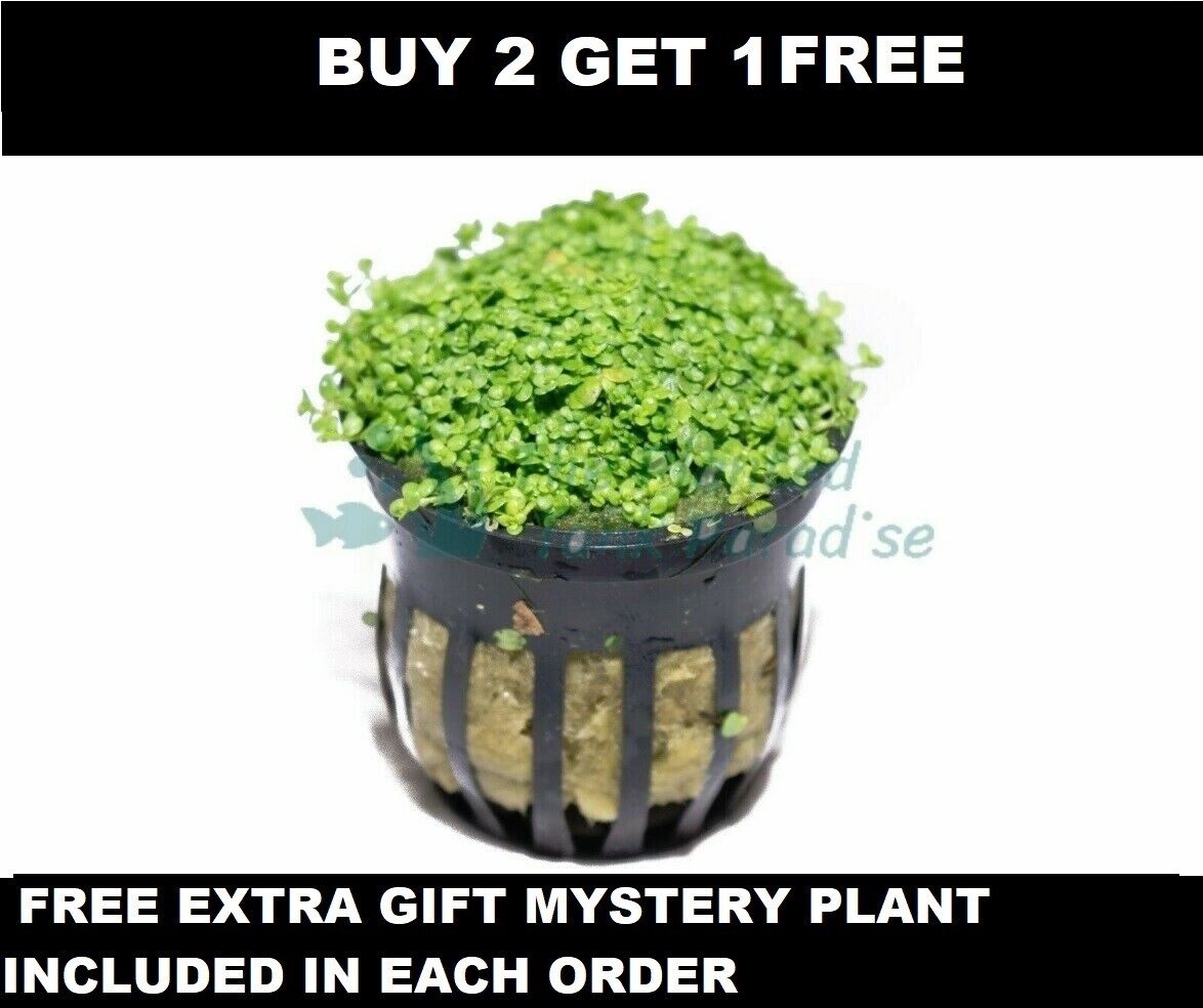 Dwarf Baby Tears Cubans Carpet - 2+1 Free