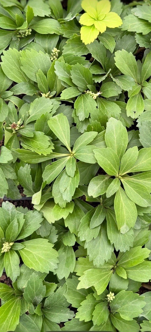 Pachysandra Terminalis Rooted Plants Bundle