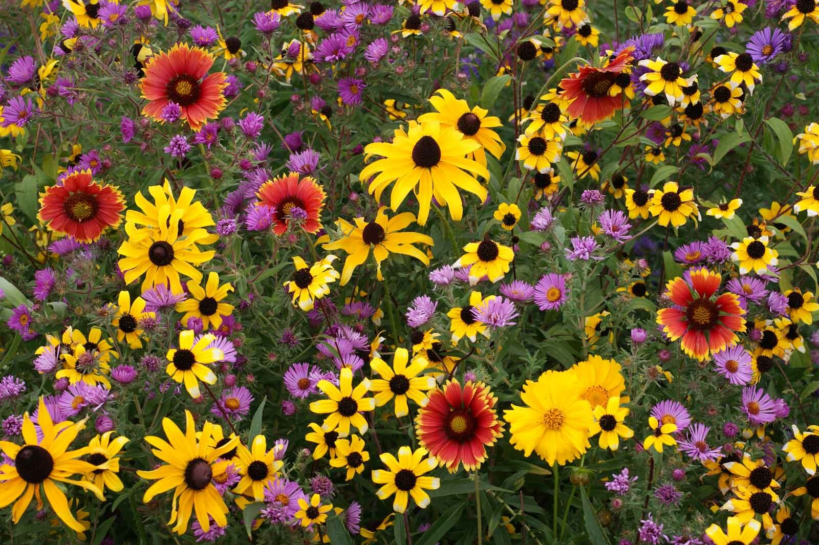Wildflower Mix All Perennial Wildflower Mixture Fresh Seed