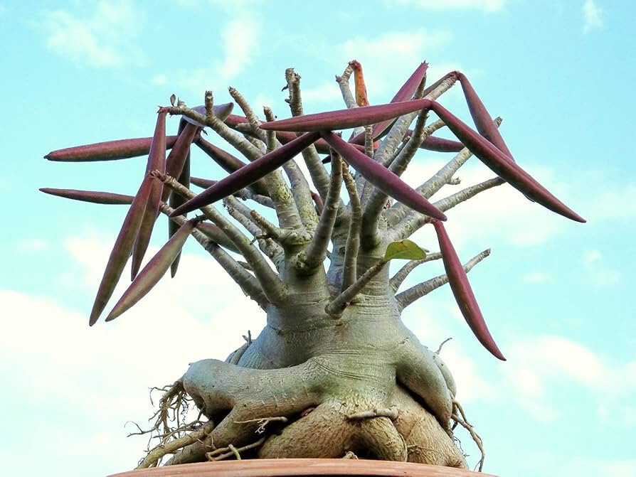 Adenium Arabicum Rare Caudex Bonsai Desert Rose 2" Seedling
