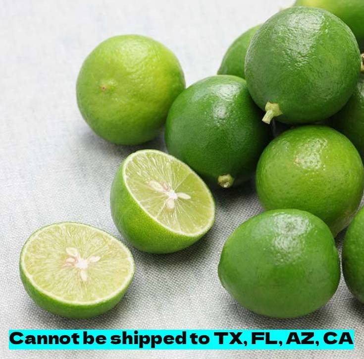 Key Lime Tree Live Plant Citrus Aurantifolia 2" Pot