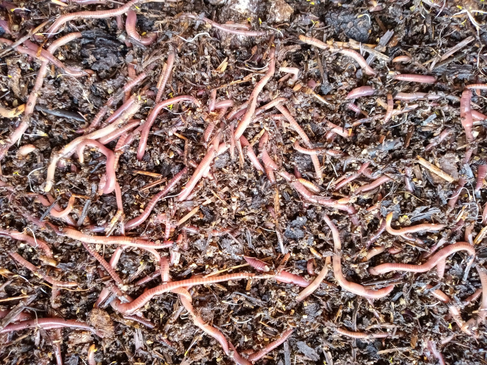 Pure Red Wiggler Composting Worms