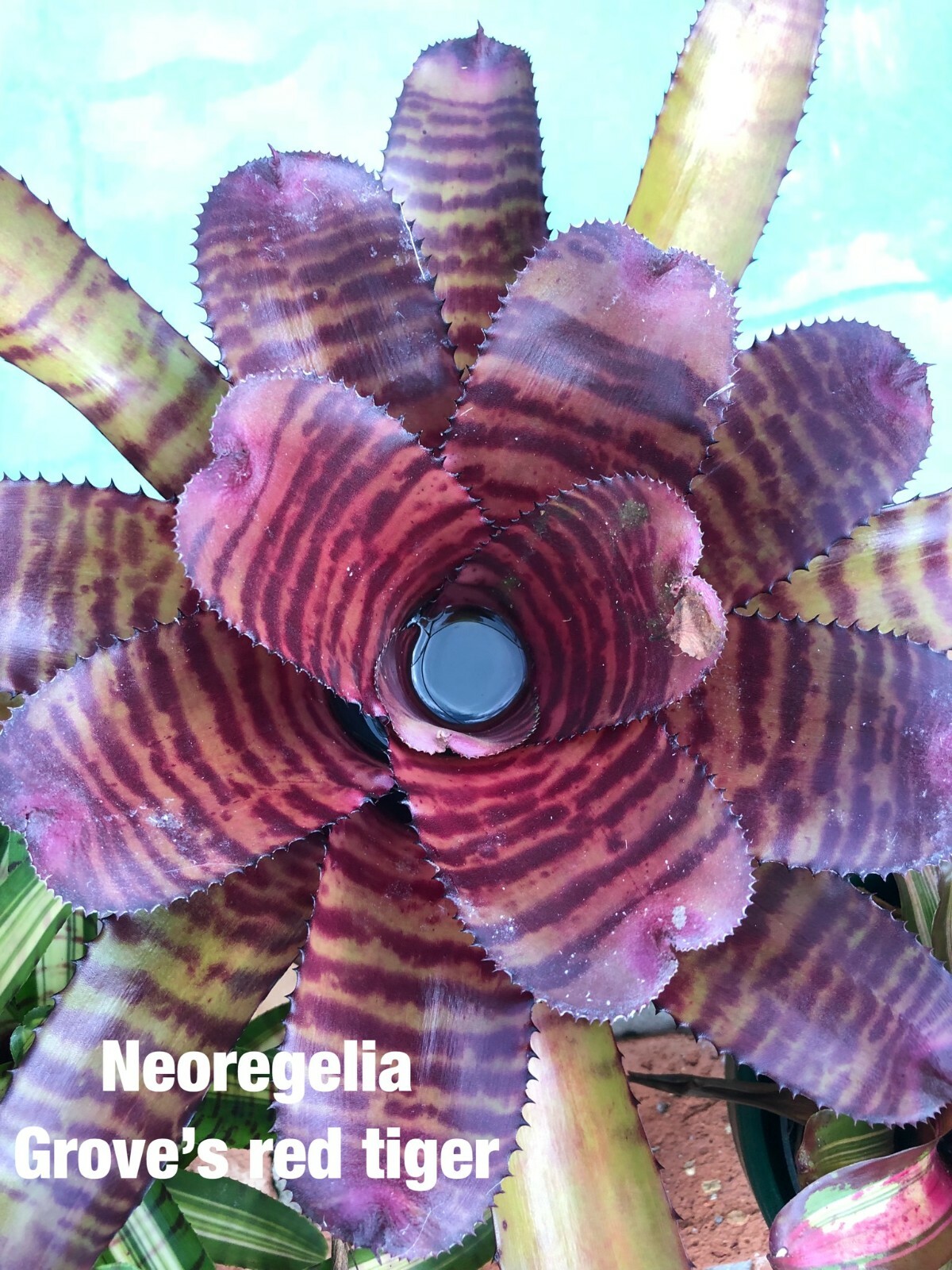 Neoregelia Grove's Red Tiger Bromeliad Big Tropical Plant