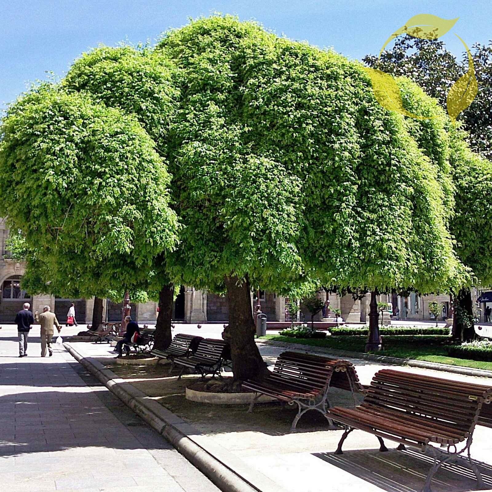 Sophora Japonica Tree Seeds - Over 10 Seeds