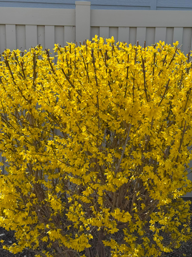 Forsythia Yellow Flowering Shrub – 2–3 Ft Tall – 1 Gallon Po...