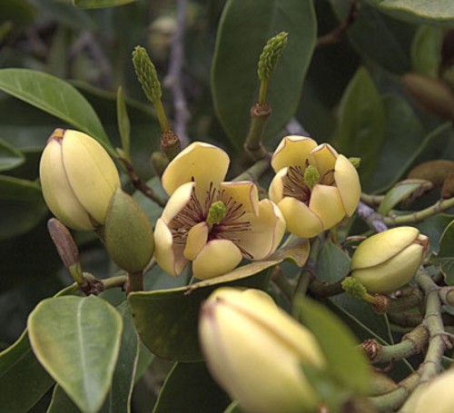 Banana Shrub Michelia Figo Live Plant, 8-10" Tall, 4" Pot