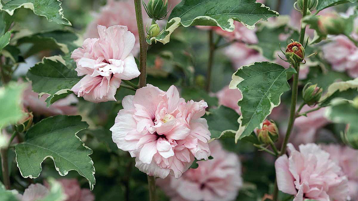 Sugar Tip® Hibiscus Rose Of Sharon - Creamy/White Tips - Pro...