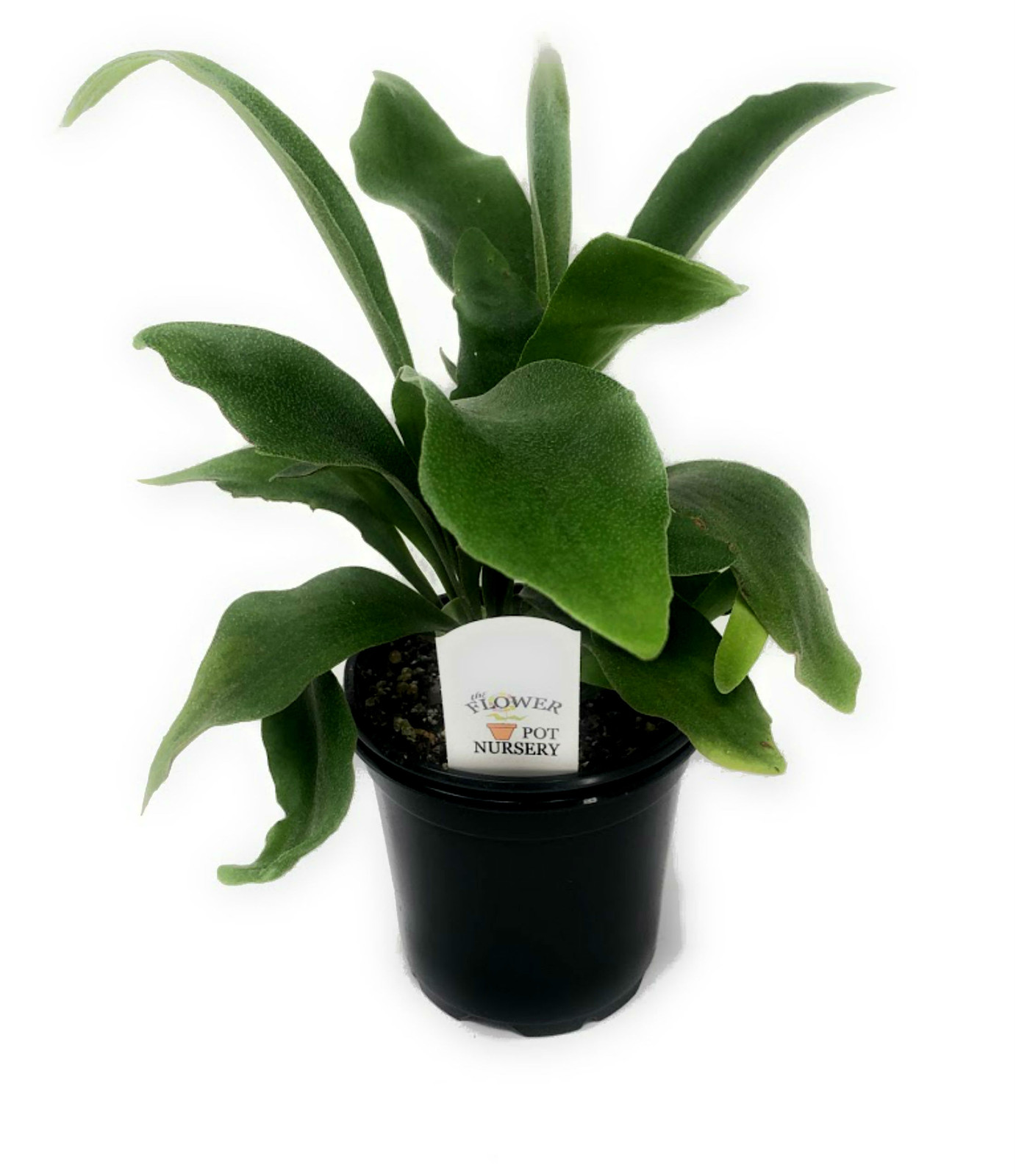 Staghorn Fern Platycerium Bifurcatum 4" Pot