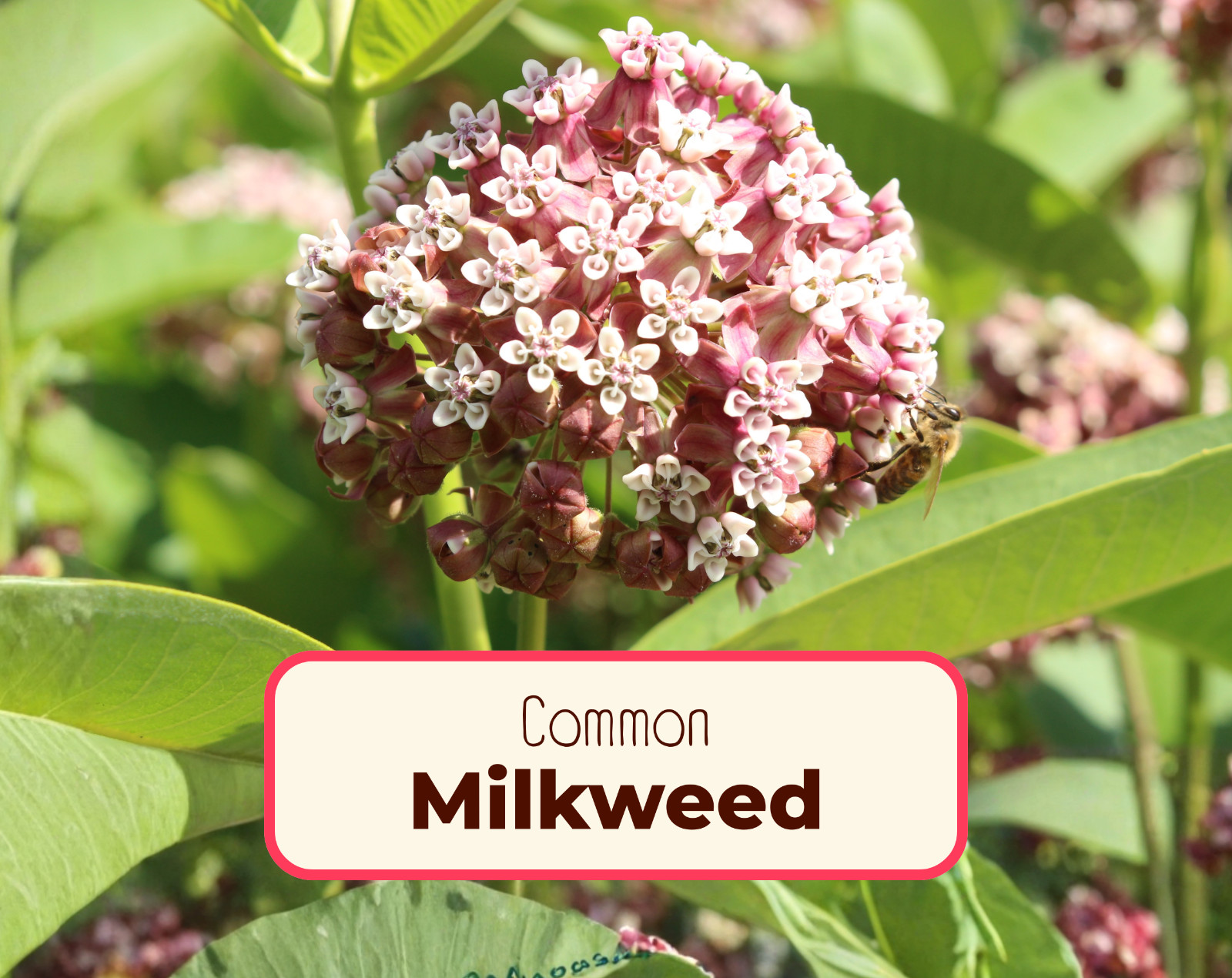 Common Milkweed Seeds — Monarch Butterfly Native Flower (Asc...