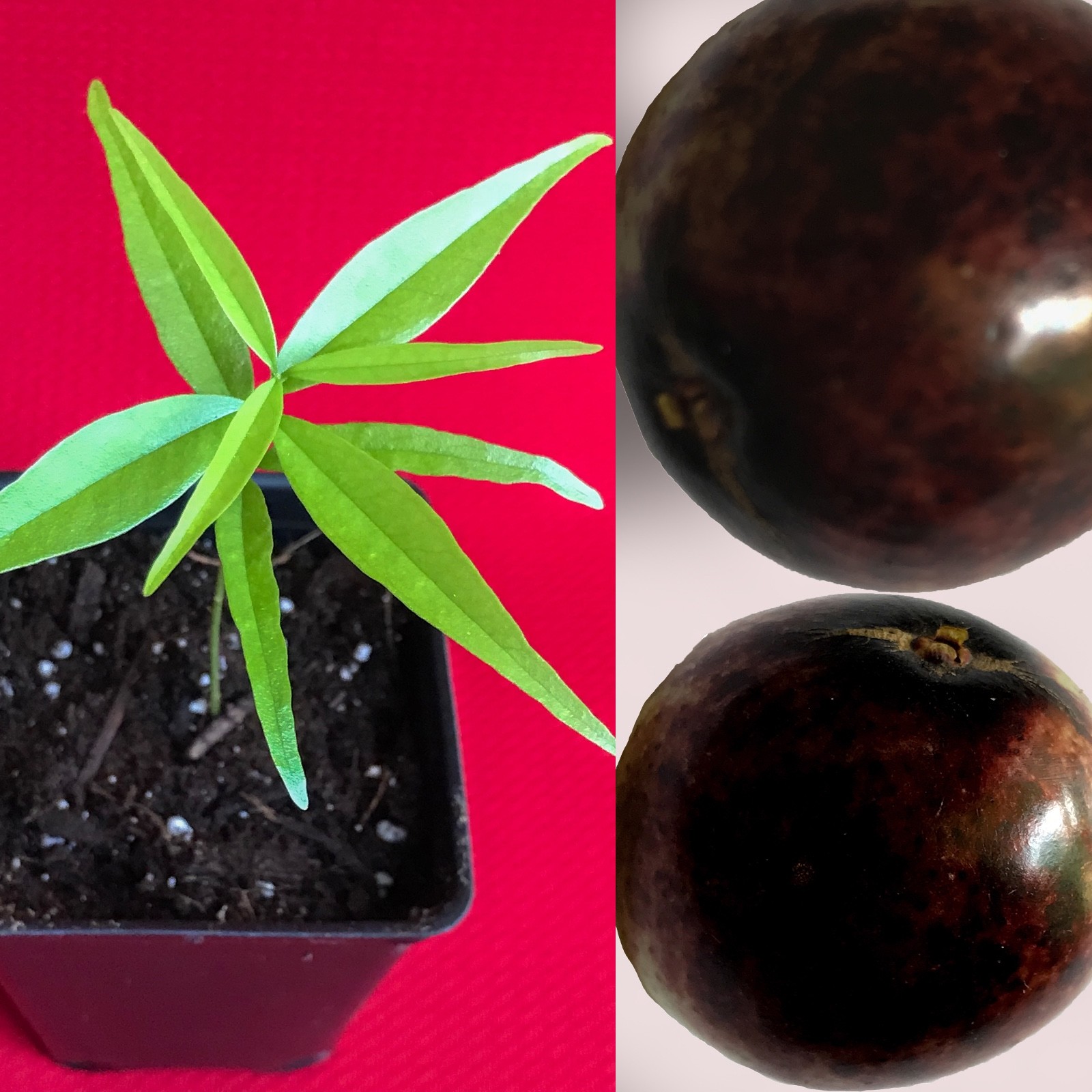 Rainforest Plum Eugenia Cambui Roxo Murtinha Purple Fruit Tr...