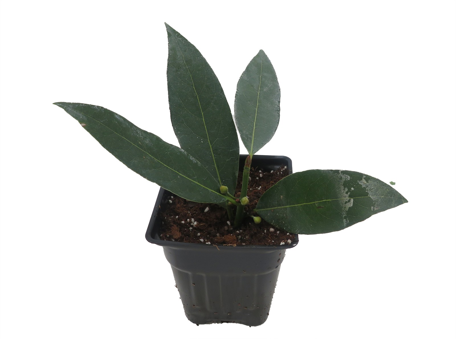 Ohio Grown Sweet Bay Laurel Herb - Laurus Nobilis- 4" Pot