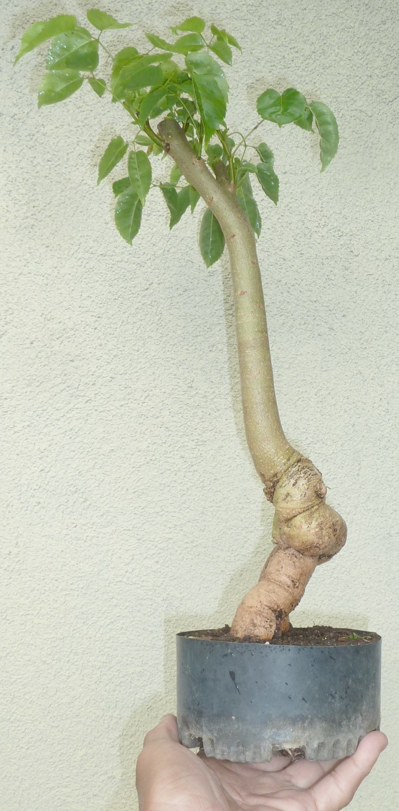 Tabebuia Rosea Trumpet Tree Pre-Bonsai Dwarf Shohin Fat Trun...