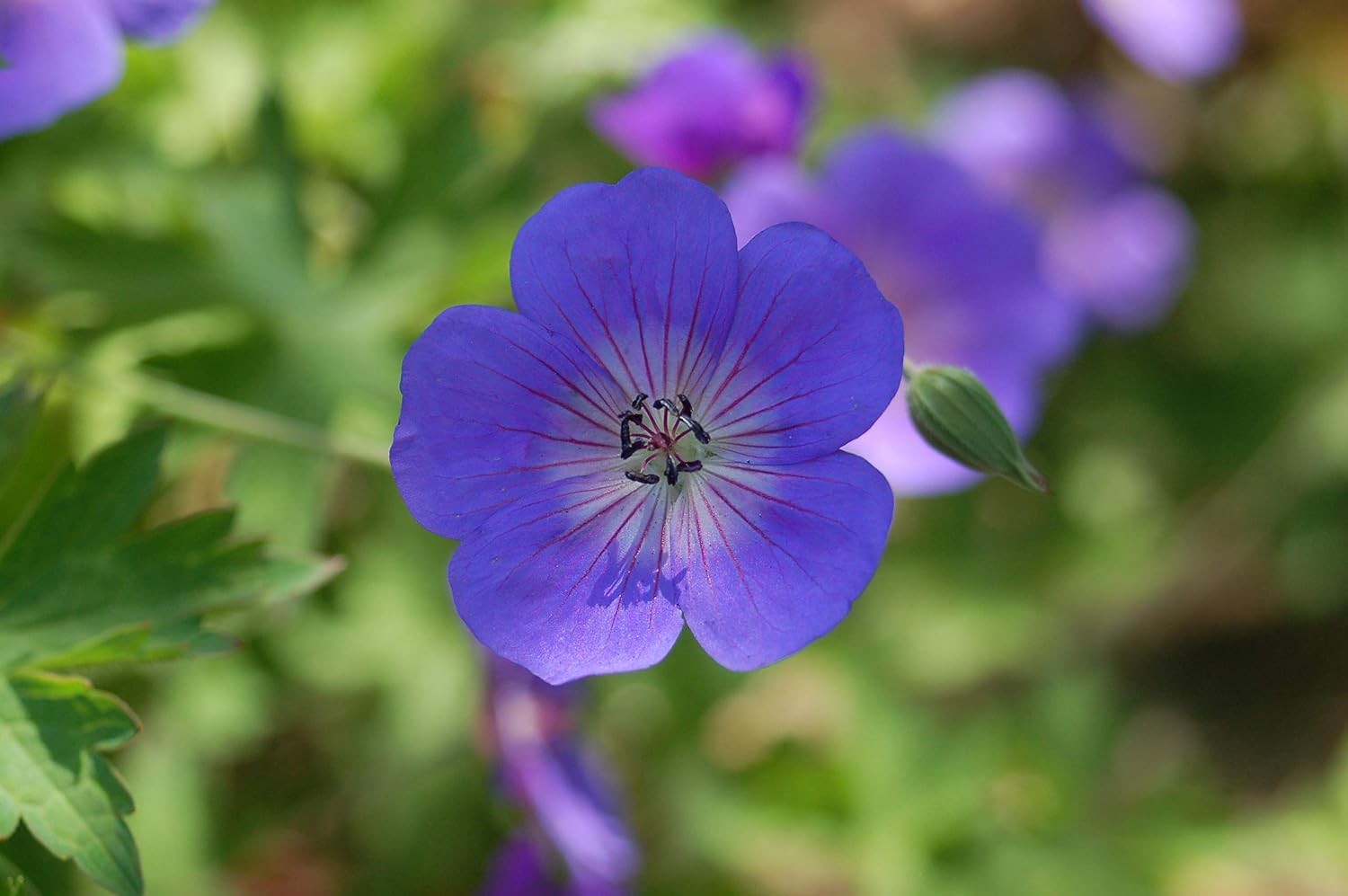 Geranium 'Rozanne' Cranesbill Perennial, Blue Flowers, 1-Siz...