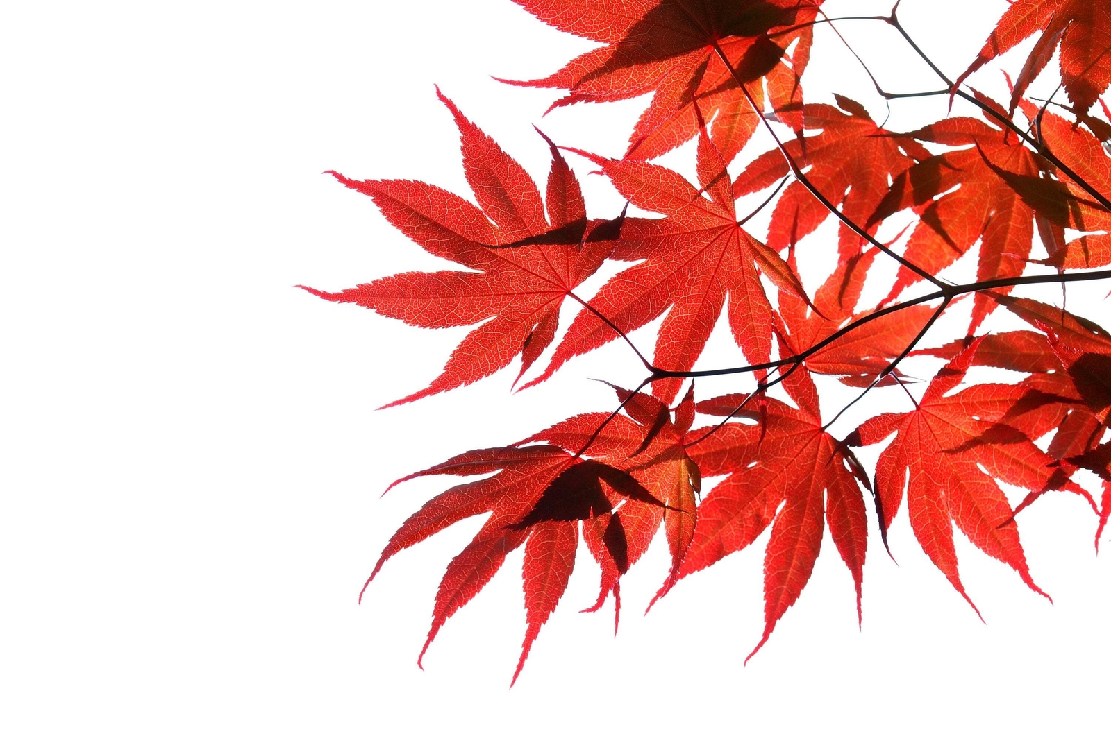 Red Japanese Maple Tree Seeds - Acer Palmatum (10 Seeds)