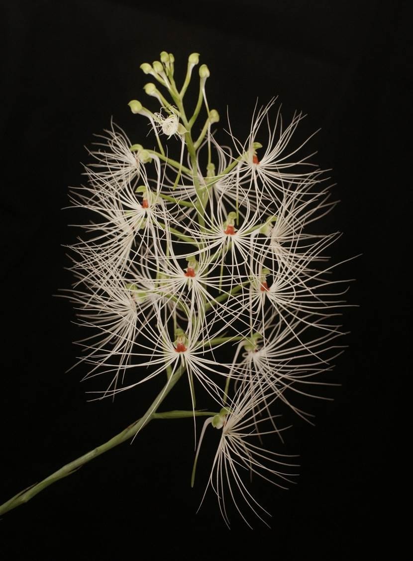 Habenaria Medusa White Egret Terrestrial Orchid Species Plan...