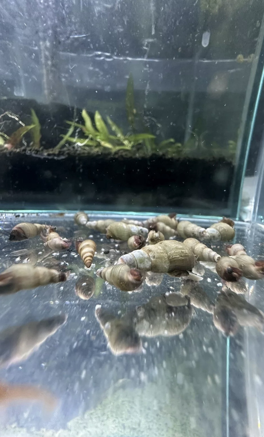 Malaysian Trumpet Snails (50+) Live Plant Bundle