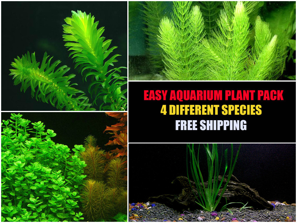 Multi-Species Live Aquarium Plants - Easy Care Package