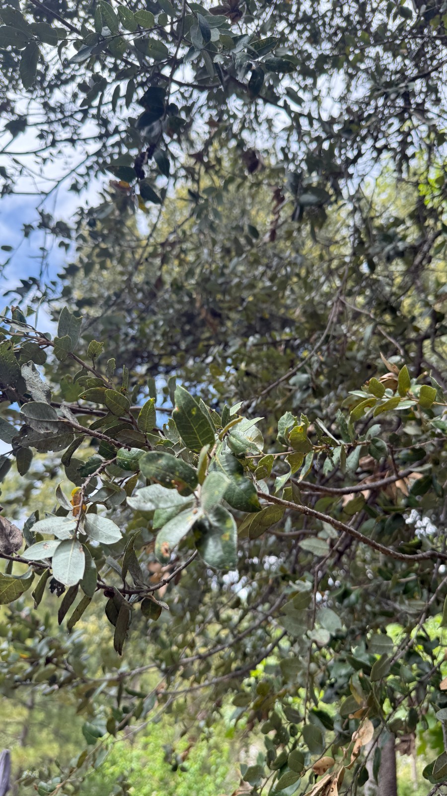 Canyon Live Oak Shade Tree Seedlings 6-10 in
