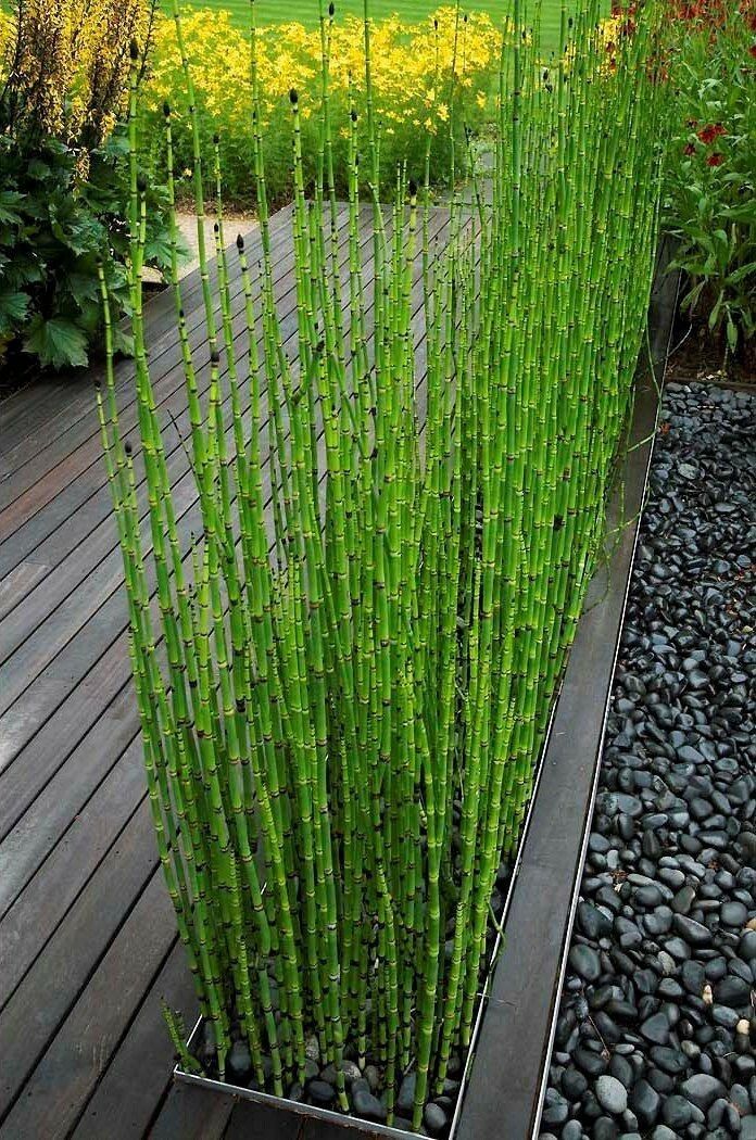 15 X Horsetail Reed Bamboo Looking Zen Garden & Pond Plants...