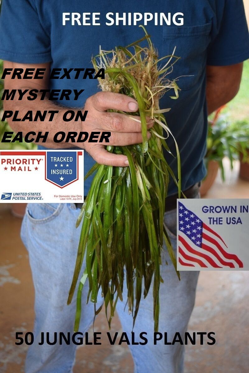 Jungle Val Plants Live Aquarium Aquascaping Tank