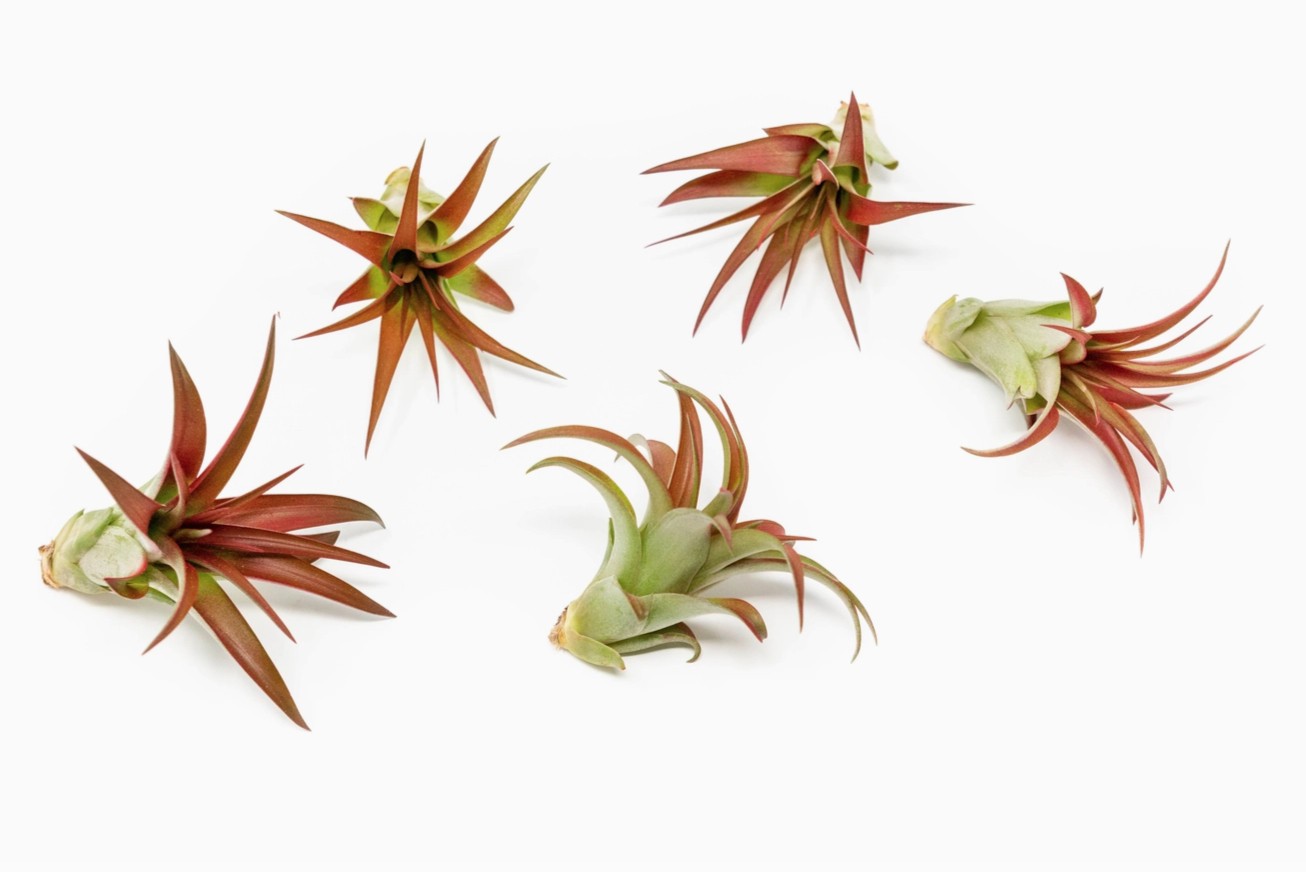 Tillandsia Red Abdita Air Plant