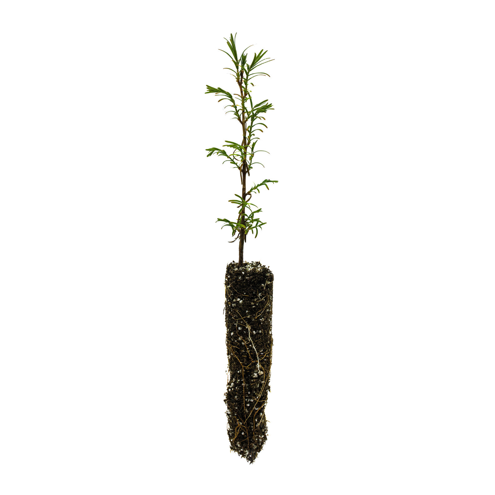 Montezuma Cypress Small Tree Seedling