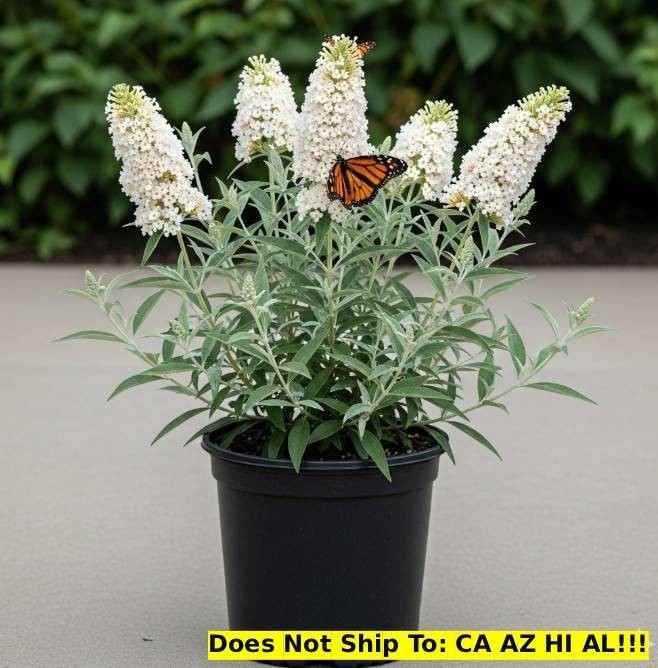 White Profusion Butterfly Bush in 1 Gal Pot