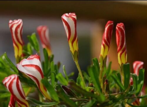 Oxalis Versicolor Flowers Seeds, 100 Seeds, Double Color Per...