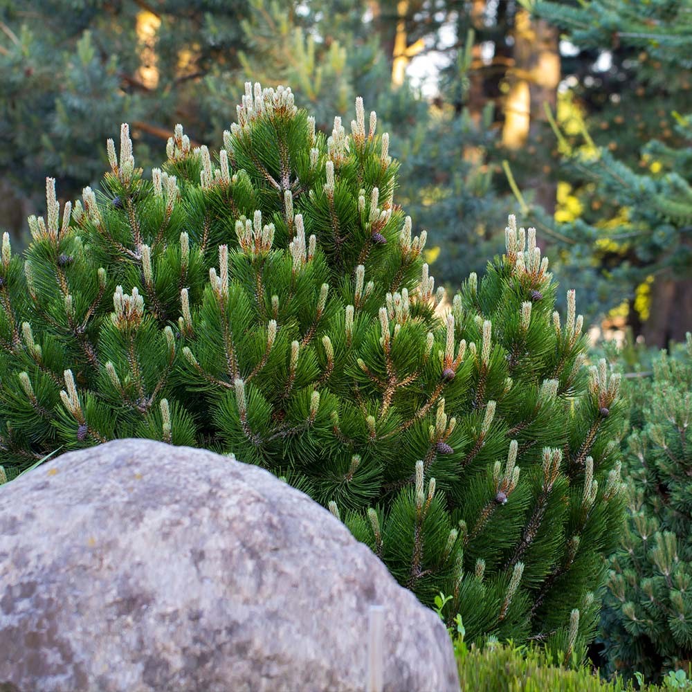 Dwarf Mugo Pine Pinus Mugo Pumilio Starter Plant Bare Root
