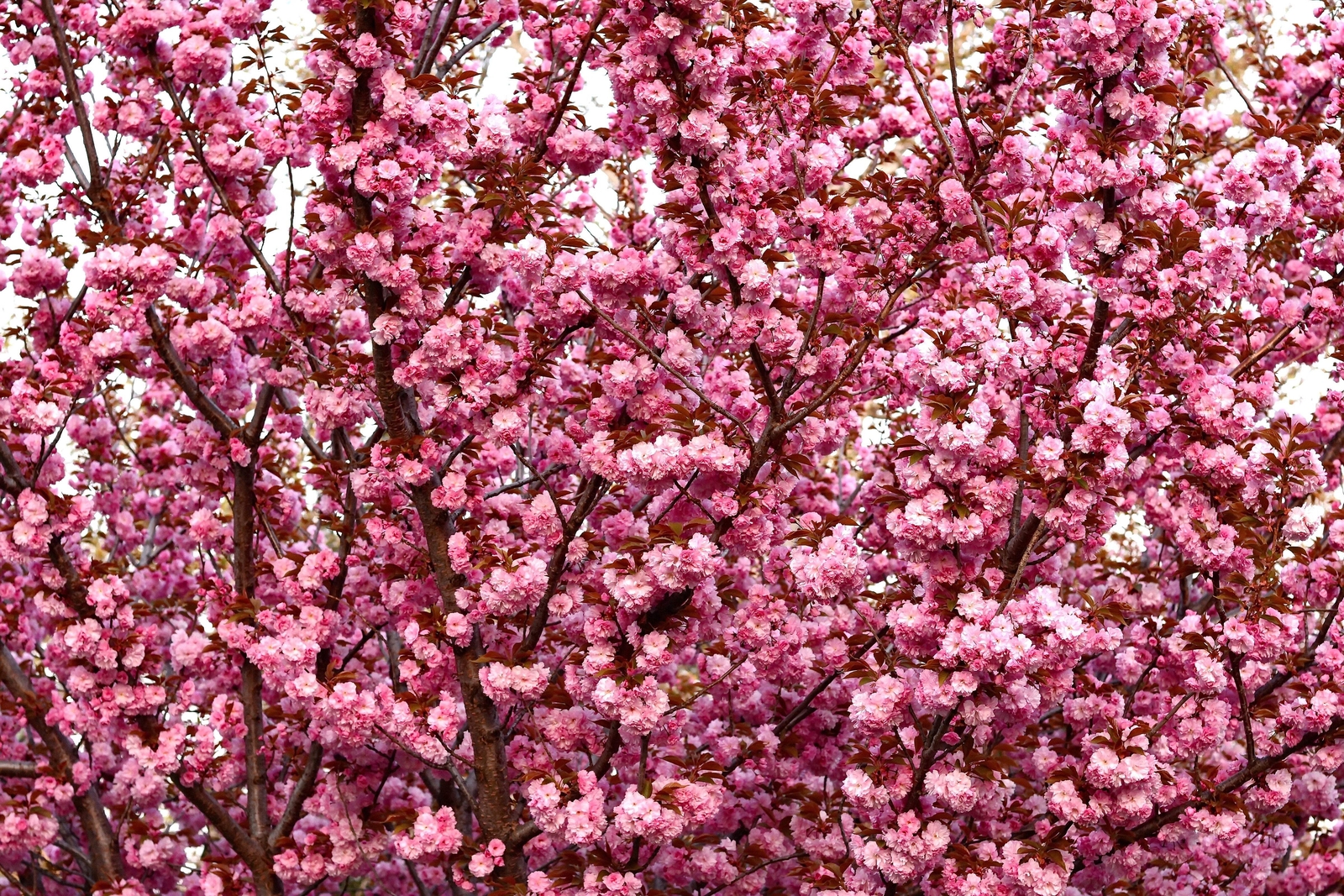 Japanese Flowering Cherry Tree (Oriental Prunus Serrulata) F...