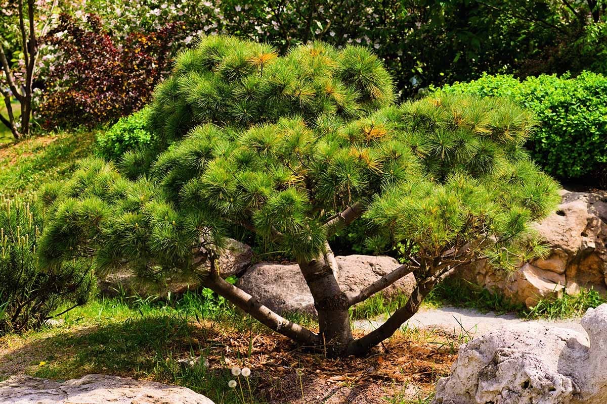 Japanese Black Pine Starter Plant