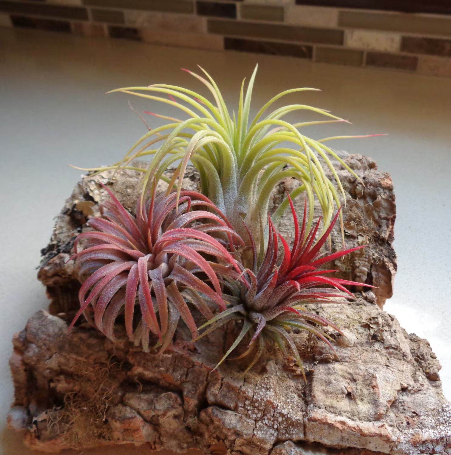 Air Plants Tillandsia Ionantha Assorted 3 Pack Color Changin...