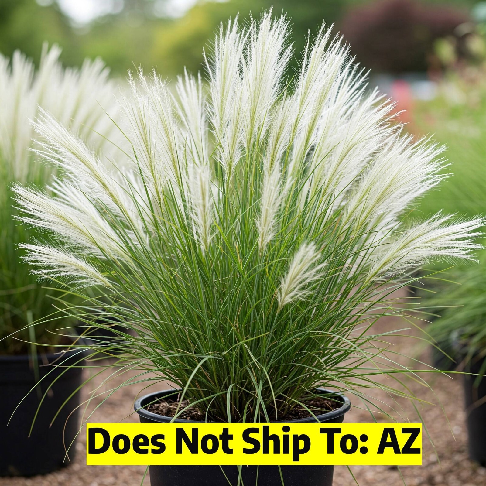 White Fountain Grass Dwarf Hameln Live Plants 6 In - 3 Ft Ta...