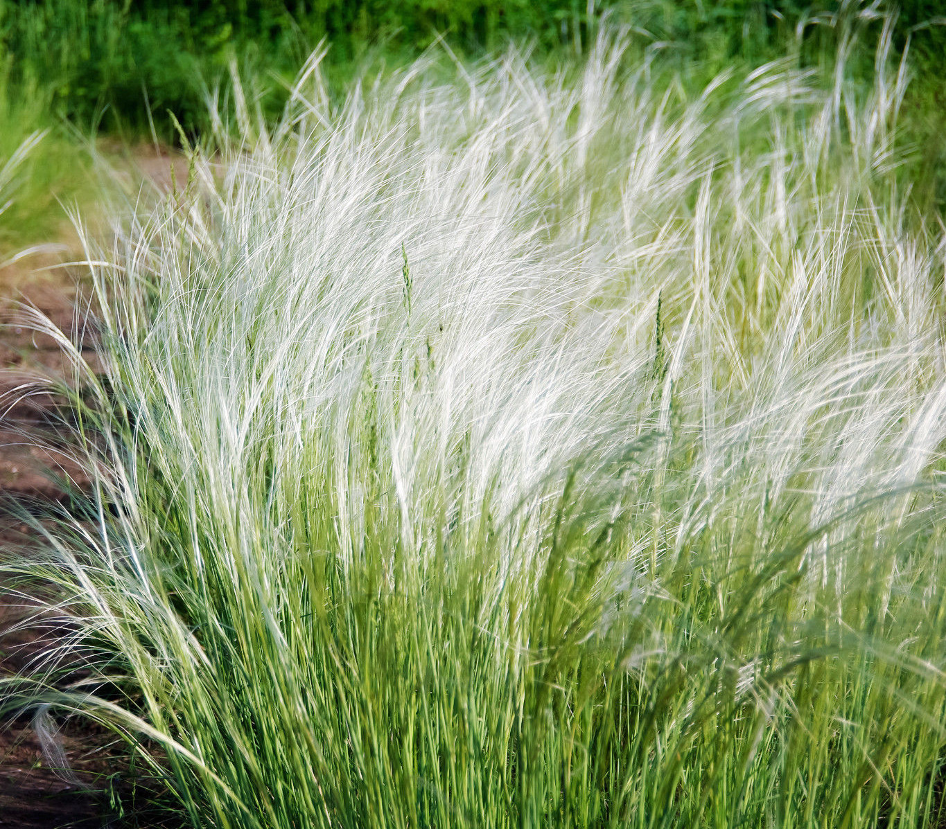 Mexican Feather Grass 153 Seeds Stipa Tenuissima, Hardy Orna...